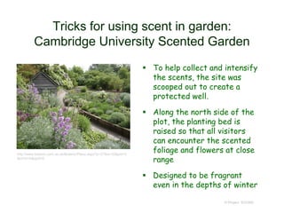 Tricks for using scent in garden:
Cambridge University Scented Garden
 To help collect and intensify
the scents, the site was
scooped out to create a
protected well.
 Along the north side of the
plot, the planting bed is
raised so that all visitors
can encounter the scented
foliage and flowers at close
range
 Designed to be fragrant
even in the depths of winter
© Project SOUND
http://www.botanic.cam.ac.uk/Botanic/Place.aspx?p=27&ix=33&pid=0
&prcid=0&ppid=0
 