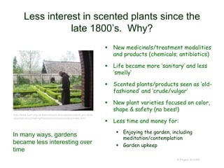 Less interest in scented plants since the
late 1800’s. Why?
 New medicinals/treatment modalities
and products (chemicals; antibiotics)
 Life became more ‘sanitary’ and less
‘smelly’
 Scented plants/products seen as ‘old-
fashioned’ and ‘crude/vulgar’
 New plant varieties focused on color,
shape & safety (no bees!)
 Less time and money for:
 Enjoying the garden, including
meditation/contemplation
 Garden upkeep
© Project SOUND
http://www.sath.org.uk/edscot/www.educationscotland.gov.uk/sc
otlandshistory/makingthenation/monasticorders/index.html
In many ways, gardens
became less interesting over
time
 