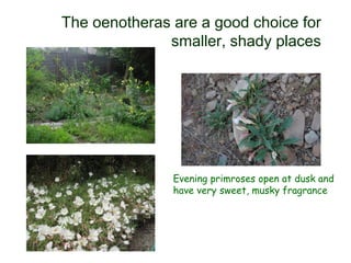 The oenotheras are a good choice for
smaller, shady places
Evening primroses open at dusk and
have very sweet, musky fragrance
 