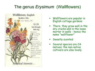  Wallflowers are popular in
English cottage gardens
 There, they grow well in the
dry cracks and in the loose
mortar in walls - hence the
name “wallflower”
 Sweetly scented
 Several species are CA
natives; the non-native
cultivars are also lovely
The genus Erysimum (Wallflowers)
 