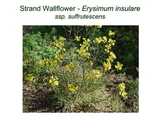 Strand Wallflower - Erysimum insulare
ssp. suffrutescens
 