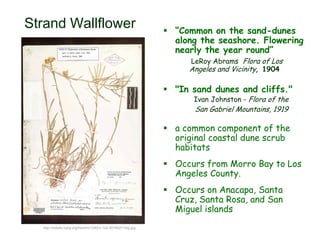 Strand Wallflower  “Common on the sand-dunes
along the seashore. Flowering
nearly the year round”
LeRoy Abrams Flora of Los
Angeles and Vicinity, 1904
 "In sand dunes and cliffs."
Ivan Johnston - Flora of the
San Gabriel Mountains, 1919
 a common component of the
original coastal dune scrub
habitats
 Occurs from Morro Bay to Los
Angeles County.
 Occurs on Anacapa, Santa
Cruz, Santa Rosa, and San
Miguel islands
http://sidsite.nybg.org/herbim/1240/v-124-00185211big.jpg
 
