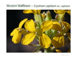© Project SOUND
Western Wallflower – Erysimum capitatum var. capitatum
http://www.wnmu.edu/academic/nspages2/gilaflora/erysimum_capitatum.html
 