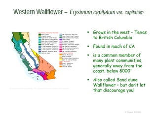 © Project SOUND
Western Wallflower – Erysimum capitatum var. capitatum
 Grows in the west – Texas
to British Columbia
 Found in much of CA
 is a common member of
many plant communities,
generally away from the
coast, below 8000'
 Also called Sand dune
Wallflower – but don’t let
that discourage you!
http://ucjeps.berkeley.edu/cgi-bin/get_JM_treatment.pl?Erysimum+capitatum+var.+capitatum
 