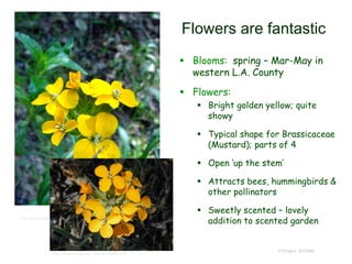 © Project SOUND
Flowers are fantastic
 Blooms: spring – Mar-May in
western L.A. County
 Flowers:
 Bright golden yellow; quite
showy
 Typical shape for Brassicaceae
(Mustard); parts of 4
 Open ‘up the stem’
 Attracts bees, hummingbirds &
other pollinators
 Sweetly scented – lovely
addition to scented gardenhttp://www.calflora.net/bloomingplants/westernwallflower.html
http://www.timetotrack.com/jay/wallfl3.htm
 