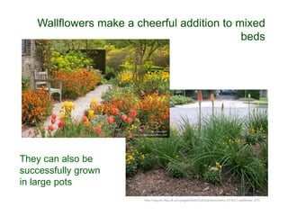 http://vtgcrec.ifas.ufl.edu/pages/Selby%20Gardens/Selby-03-BC7-wallflower.JPG
Wallflowers make a cheerful addition to mixed
beds
They can also be
successfully grown
in large pots
 