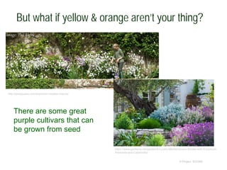 But what if yellow & orange aren’t your thing?
© Project SOUND
http://janetqueen.com/erysimum-bowles-mauve/
https://www.gardenia.net/garden/A-Lovely-Mediterranean-Border-with-Erysimum-
Artemisia-and-Calamintha
There are some great
purple cultivars that can
be grown from seed
 