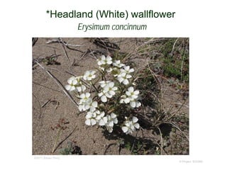 © Project SOUND
*Headland (White) wallflower
Erysimum concinnum
©2011 Steven Perry
 