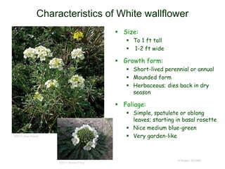 © Project SOUND
Characteristics of White wallflower
 Size:
 To 1 ft tall
 1-2 ft wide
 Growth form:
 Short-lived perennial or annual
 Mounded form
 Herbaceous; dies back in dry
season
 Foliage:
 Simple, spatulate or oblong
leaves; starting in basal rosette
 Nice medium blue-green
 Very garden-like
©2011 Steven Perry
©2015 Jean Pawek
 