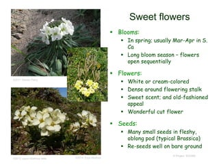 © Project SOUND
Sweet flowers
 Blooms:
 In spring; usually Mar-Apr in S.
Ca
 Long bloom season – flowers
open sequentially
 Flowers:
 White or cream-colored
 Dense around flowering stalk
 Sweet scent; and old-fashioned
appeal
 Wonderful cut flower
 Seeds:
 Many small seeds in fleshy,
oblong pod (typical Brassica)
 Re-seeds well on bare ground
©2011 Steven Perry
©2012 Jason Matthias Mills ©2014 Zoya Akulova
 