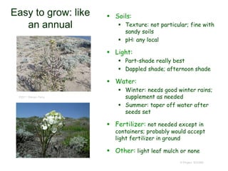 © Project SOUND
Easy to grow: like
an annual
 Soils:
 Texture: not particular; fine with
sandy soils
 pH: any local
 Light:
 Part-shade really best
 Dappled shade; afternoon shade
 Water:
 Winter: needs good winter rains;
supplement as needed
 Summer: taper off water after
seeds set
 Fertilizer: not needed except in
containers; probably would accept
light fertilizer in ground
 Other: light leaf mulch or none
©2011 Steven Perry
 