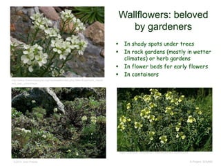 © Project SOUND
Wallflowers: beloved
by gardeners
 In shady spots under trees
 In rock gardens (mostly in wetter
climates) or herb gardens
 In flower beds for early flowers
 In containers
©2015 Jean Pawek
http://www.theodorepayne.org/mediawiki/index.php?title=Erysimum_menzi
esii_ssp._concinnum
https://plantlust.com/plants/11998/erysimum-concinnum/
 