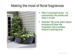 Making the most of floral fragrances
 Plant in enclosed areas – to
concentrate the aroma and
help it to last
 Consider the wind: plant where
breezes will blow the
fragrance into a window,
toward a seating area
© Project SOUND
https://www.marthastewart.com/337398/small-space-garden-ideas
 