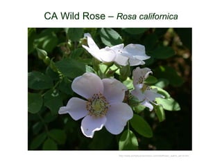 CA Wild Rose – Rosa californica
http://www.yerbabuenanursery.com/wildflower_watch_wk18.htm
 