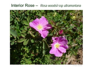 © Project SOUND
Interior Rose – Rosa woodsii ssp ultramontana
 
