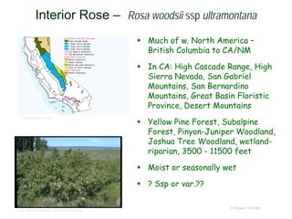 Much of w. North America –
British Columbia to CA/NM
 In CA: High Cascade Range, High
Sierra Nevada, San Gabriel
Mountains, San Bernardino
Mountains, Great Basin Floristic
Province, Desert Mountains
 Yellow Pine Forest, Subalpine
Forest, Pinyon-Juniper Woodland,
Joshua Tree Woodland, wetland-
riparian, 3500 - 11500 feet
 Moist or seasonally wet
 ? Ssp or var.??
© Project SOUND
Interior Rose – Rosa woodsii ssp ultramontana
© Br. Alfred Brousseau, Saint Mary's College
http://archive.is/JkiE
 