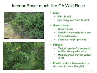 © Project SOUND
Interior Rose: much like CA Wild Rose
 Size:
 5-8+ ft tall
 Spreading; can form thickets
 Growth form:
 Woody shrub
 Upright to mounded with age
 Stress deciduous
 Sparse, straight prickles
 Foliage:
 Typical rose leaf (compound);
smaller than garden rose
 Medium green; may be yellow
in fall
 Roots: suckers from roots – not
rhizomes (as once thought)
J.S. Peterson @ USDA-NRCS PLANTS Database
 