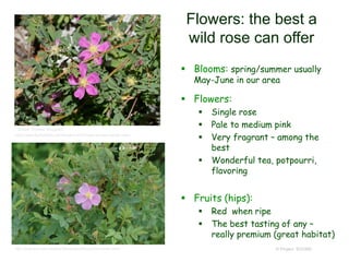 © Project SOUND
Flowers: the best a
wild rose can offer
 Blooms: spring/summer usually
May-June in our area
 Flowers:
 Single rose
 Pale to medium pink
 Very fragrant – among the
best
 Wonderful tea, potpourri,
flavoring
 Fruits (hips):
 Red when ripe
 The best tasting of any –
really premium (great habitat)
©2008 Thomas Stoughton
http://web.ewu.edu/ewflora/Rosaceae/Rosa%20woodsii.html
http://www.fireflyforest.com/flowers/3214/rosa-woodsii-woods-rose/
 