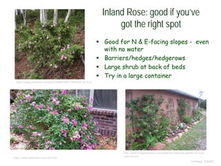 © Project SOUND
Inland Rose: good if you’ve
got the right spot
 Good for N & E-facing slopes - even
with no water
 Barriers/hedges/hedgerows
 Large shrub at back of beds
 Try in a large container
https://www.pinterest.com/pin/319966748511991424/?lp=true
https://www.seedman.com/rosa.htm
http://www.finegardening.com/article/ben-joannes-garden-in-rural-
new-mexico
 