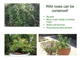 Wild roses can be
contained!
 Big pots
 Move to part-shade in hottest
times
 Water and fertilize
 Prune heavily when dormant
https://brendenstudio.wordpress.com/2012/05/21/wild-rose/
 