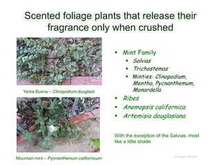 Scented foliage plants that release their
fragrance only when crushed
 Mint Family
 Salvias
 Trichostemas
 Minties: Clinopodium,
Mentha, Pycnanthemum,
Monardella
 Ribes
 Anemopsis californica
 Artemisia douglasiana
© Project SOUND
Yerba Buena – Clinopodium douglasii
Mountain mint – Pycnanthemum californicum
With the exception of the Salvias, most
like a little shade
 