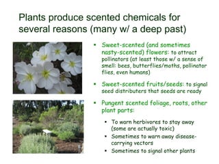 Plants produce scented chemicals for
several reasons (many w/ a deep past)
 Sweet-scented (and sometimes
nasty-scented) flowers: to attract
pollinators (at least those w/ a sense of
smell: bees, butterflies/moths, pollinator
flies, even humans)
 Sweet-scented fruits/seeds: to signal
seed distributers that seeds are ready
 Pungent scented foliage, roots, other
plant parts:
 To warn herbivores to stay away
(some are actually toxic)
 Sometimes to warn away disease-
carrying vectors
 Sometimes to signal other plants
 