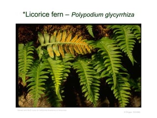 © Project SOUND
*Licorice fern – Polypodium glycyrrhiza
Gerald and Buff Corsi © California Academy of Sciences
 