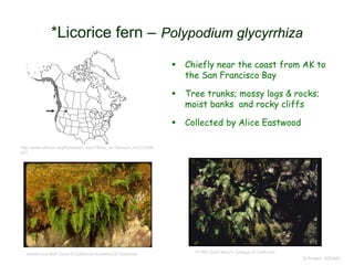  Chiefly near the coast from AK to
the San Francisco Bay
 Tree trunks; mossy logs & rocks;
moist banks and rocky cliffs
 Collected by Alice Eastwood
© Project SOUND
*Licorice fern – Polypodium glycyrrhiza
Gerald and Buff Corsi © California Academy of Sciences ©1995 Saint Mary's College of California
http://www.efloras.org/florataxon.aspx?flora_id=1&taxon_id=233500
977
 