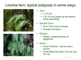 © Project SOUND
Licorice fern: typical polypody in some ways
 Size:
 < 1 ft tall
 1-3+ ft wide (sends up new shoots,
slowly spreading)
 Growth form:
 Fern, from stout rhizomes
 Drought-deciduous
 Foliage:
 Simple, compound leaves of
polypodies
 Roots:
 Stout rhizomes – may be above-
ground
 Taste/smell like sweet licorice; use
for tea
©2015 James Gonsman
 