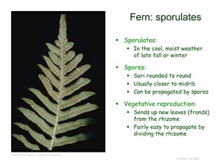 © Project SOUND
Fern: sporulates
 Sporulates:
 In the cool, moist weather
of late fall or winter
 Spores:
 Sori rounded to round
 Usually closer to midrib
 Can be propagated by spores
 Vegetative reproduction:
 Sends up new leaves (fronds)
from the rhizome
 Fairly easy to propagate by
dividing the rhizome
©1995 Saint Mary's College of California
 