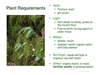 © Project SOUND
Plant Requirements
 Soils:
 Texture: most
 pH: acidic
 Light:
 Part-shade to shady; grows on
the forest floor
 Fine on north-facing aspect or
under trees
 Water:
 Winter: moist
 Summer: moist; regular water
until late summer
 Fertilizer: needs soil high in
organics; use leaf mulch
 Other: organic mulch, or moss;
fertilize weekly in growing season
 