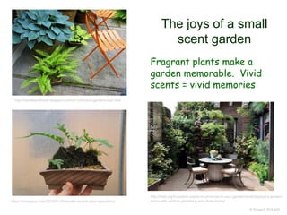 The joys of a small
scent garden
© Project SOUND
http://heddleandhook.blogspot.com/2014/05/dun-gardens-tour.html
https://crataegus.com/2010/01/25/seattle-accent-plant-expedition/
http://folat.org/5-outdoor-plants-must-haves-in-your-garden/small-backyard-garden-
decor-with-vertical-gardening-and-climb-plants/
Fragrant plants make a
garden memorable. Vivid
scents = vivid memories
 