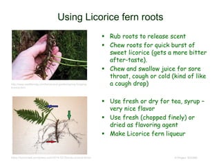 Using Licorice fern roots
 Rub roots to release scent
 Chew roots for quick burst of
sweet licorice (gets a more bitter
after-taste).
 Chew and swallow juice for sore
throat, cough or cold (kind of like
a cough drop)
 Use fresh or dry for tea, syrup –
very nice flavor
 Use fresh (chopped finely) or
dried as flavoring agent
 Make Licorice fern liqueur
© Project SOUND
http://www.seattlemag.com/home-and-garden/spring-foraging-
licorice-fern
https://tryoncreek.wordpress.com/2014/12/15/lucky-licorice-ferns/
 