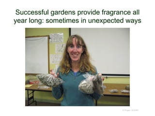 Successful gardens provide fragrance all
year long: sometimes in unexpected ways
© Project SOUND
 