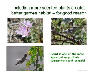 Including more scented plants creates
better garden habitat – for good reason
© Project SOUND
Scent is one of the more
important ways plants
communicate with animals!
 
