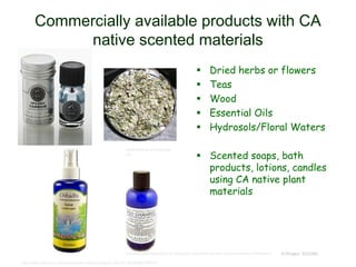 Commercially available products with CA
native scented materials
 Dried herbs or flowers
 Teas
 Wood
 Essential Oils
 Hydrosols/Floral Waters
 Scented soaps, bath
products, lotions, candles
using CA native plant
materials
© Project SOUND
http://www.nhrorganicoils.com/products.p
hp?id=2874
http://www.lalaessentialoils.com/yarrow-
essential-oil.html
http://www.aromatherapyoilsuk.co.uk/yarrow-essential-oil-blue-yarrow-achillea-millefolium/
http://www.amazon.com/Hydrosols-Yarrow-Organic-200-mL/dp/B006FXK87Q
 