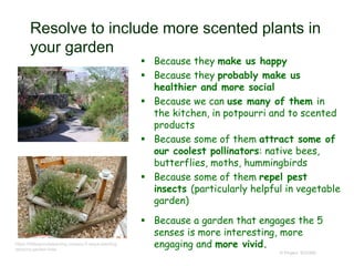 Resolve to include more scented plants in
your garden
 Because they make us happy
 Because they probably make us
healthier and more social
 Because we can use many of them in
the kitchen, in potpourri and to scented
products
 Because some of them attract some of
our coolest pollinators: native bees,
butterflies, moths, hummingbirds
 Because some of them repel pest
insects (particularly helpful in vegetable
garden)
 Because a garden that engages the 5
senses is more interesting, more
engaging and more vivid.
© Project SOUND
https://littlesproutslearning.co/easy-5-steps-planting-
sensory-garden-kids/
 