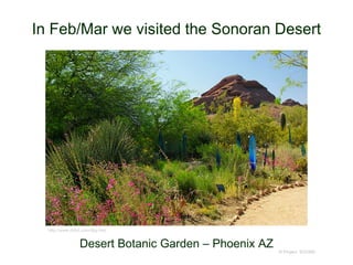 In Feb/Mar we visited the Sonoran Desert
© Project SOUND
Desert Botanic Garden – Phoenix AZ
http://www.ddtvl.com/dbg.htm
 