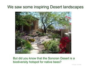 We saw some inspiring Desert landscapes
© Project SOUND
https://www.landscapingnetwork.com/pictures/southwestern-landscaping_42/88005-
nm-casa-serena-landscape-designs-llc-garden-walkway_2825/
But did you know that the Sonoran Desert is a
biodiversity hotspot for native bees?
 