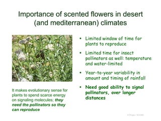 Importance of scented flowers in desert
(and mediterranean) climates
 Limited window of time for
plants to reproduce
 Limited time for insect
pollinators as well: temperature
and water-limited
 Year-to-year variability in
amount and timing of rainfall
 Need good ability to signal
pollinators, over longer
distances
© Project SOUND
It makes evolutionary sense for
plants to spend scarce energy
on signaling molecules; they
need the pollinators so they
can reproduce
 