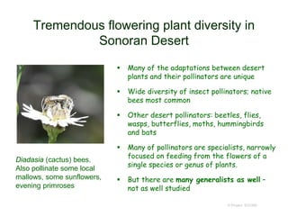 Tremendous flowering plant diversity in
Sonoran Desert
 Many of the adaptations between desert
plants and their pollinators are unique
 Wide diversity of insect pollinators; native
bees most common
 Other desert pollinators: beetles, flies,
wasps, butterflies, moths, hummingbirds
and bats
 Many of pollinators are specialists, narrowly
focused on feeding from the flowers of a
single species or genus of plants.
 But there are many generalists as well –
not as well studied
© Project SOUND
Diadasia (cactus) bees.
Also pollinate some local
mallows, some sunflowers,
evening primroses
 