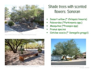Shade trees with scented
flowers: Sonoran
 Desert willow (* Chilopsis linearis)
 Paloverdes (*Parkinsonia spp.)
 Mesquites (*Prosopis spp)
 Prunus species
 Catclaw acacia (* Senegalia greggii)
© Project SOUND
https://publish.extension.org/mastergardener/tag/xeriscaping/
https://www.forms-surfaces.com/projects/desert-botanical-garden http://www.plantmaster.com/gardens/eplant.php?plantnum=253
 