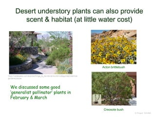 Desert understory plants can also provide
scent & habitat (at little water cost)
We discussed some good
‘generalist pollinator’ plants in
February & March
© Project SOUND
Acton brittlebush
Creosote bush
 