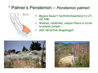 © Project SOUND
* Palmer’s Penstemon – Penstemon palmeri
http://ucjeps.berkeley.edu/cgi-bin/get_JM_treatment.pl?7177,7483,0,7541
http://www.flickr.com/photos/facilitybikeclub/3609173980/
 Mojave Desert foothills/mountains to UT,
AZ, NM
 Washes, roadsides, canyon floors in scrub
to pinyon-juniper
 AKA ‘Wild Pink Snapdragon’
 