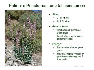 © Project SOUND
Palmer’s Penstemon: one tall penstemon
 Size:
 3-5+ ft tall
 2-3 ft wide
 Growth form:
 Herbaceous perennial
wildflower
 Erect stems with leaves
primarily basal
 Foliage:
 Distinctive blue or gray-
green
 Fleshy; shapes typical or
penstemon (triangular &
toothed)
http://commons.wikimedia.org/wiki/Penstemon_palmeri
 