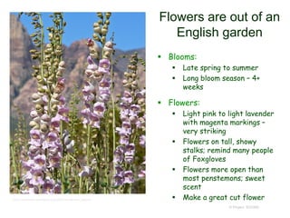 © Project SOUND
Flowers are out of an
English garden
 Blooms:
 Late spring to summer
 Long bloom season – 4+
weeks
 Flowers:
 Light pink to light lavender
with magenta markings –
very striking
 Flowers on tall, showy
stalks; remind many people
of Foxgloves
 Flowers more open than
most penstemons; sweet
scent
 Make a great cut flowerhttp://commons.wikimedia.org/wiki/Penstemon_palmeri
 