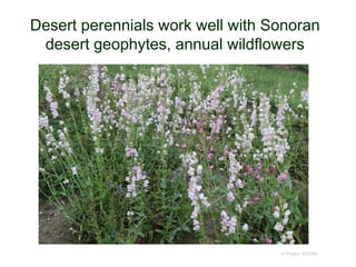 Desert perennials work well with Sonoran
desert geophytes, annual wildflowers
© Project SOUND
 