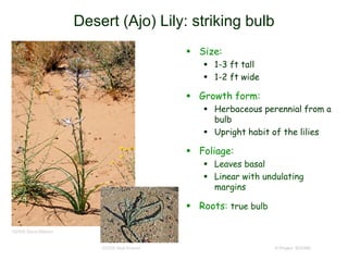 © Project SOUND
Desert (Ajo) Lily: striking bulb
 Size:
 1-3 ft tall
 1-2 ft wide
 Growth form:
 Herbaceous perennial from a
bulb
 Upright habit of the lilies
 Foliage:
 Leaves basal
 Linear with undulating
margins
 Roots: true bulb
©2008 Neal Kramer
©2008 Steve Matson
 