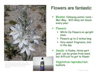 © Project SOUND
Flowers are fantastic
 Blooms: following winter rains –
Mar-May. Will likely not bloom
every year.
 Flowers:
 White lily flowers on upright
stem
 Flowers up to 3 inches long
 Very sweet fragrance, late
in the day
 Seeds: in fleshy, three-part
‘pod’; can be grown from seed,
but difficult to get to flower
 Vegetative reproduction:
bulblets
http://floressanadoras.cl/75-ml-stock-bottle-
flores-de-california-fes/127-desert-lily-lirio-del-
desierto-hesperocallis-undulata-75-ml-
fes.html
 