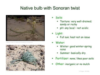 © Project SOUND
Native bulb with Sonoran twist
 Soils:
 Texture: very well-drained;
sandy or rocky
 pH: any local – not acidic
 Light:
 Full sun; heat not an issue
 Water:
 Winter: good winter-spring
rains
 Summer: basically dry
 Fertilizer: none; likes poor soils
 Other: inorganic or no mulch
Robert Potts © California Academy of Sciences
 